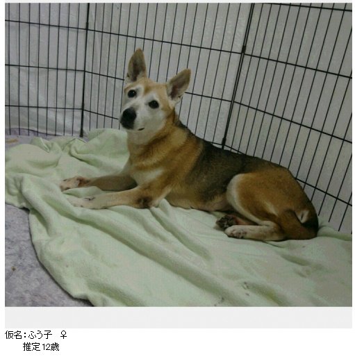 保健所の成犬 猫の譲渡を推進する会 川崎市動物愛護センター新規オープン シニア犬で家族を求めている子を掲載致しますのでどうぞ皆様お心かけてあげて下さい またセンターと愛護団体様共同参加の譲渡会も開かれています T Co Ncz1vtdmvg
