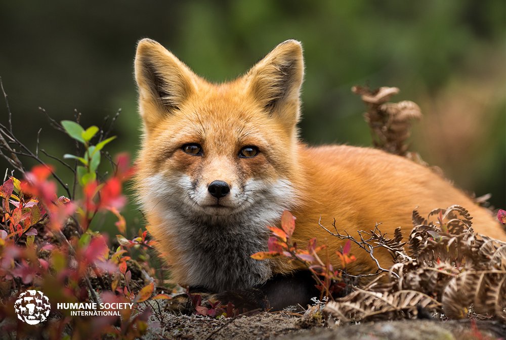 humaneworldnews's tweet photo. GREAT NEWS! Luxury fashion brand @StJohnKnits has completely banned fur &amp; exotic skins! 🎉 This victory comes on the heels of @CHANEL announcing a similar policy last month. 

Let's all thank @StJohnKnits for their cruelty-free leadership. 👏 https://t.co/89EA6UCCbg