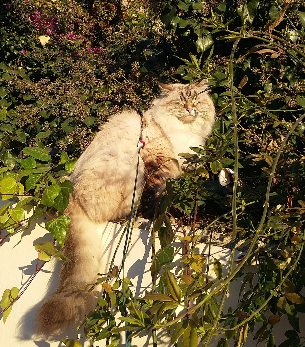 lagatabeth's tweet photo. I am aprox 50% tail #colagrande #morning 🌄 #sunrise #Barcelona #bethelona #gato #gatosiberiano #siberiancat #catwalk #catwalking #CatsOfTwitter https://t.co/sOuVNcbwoV