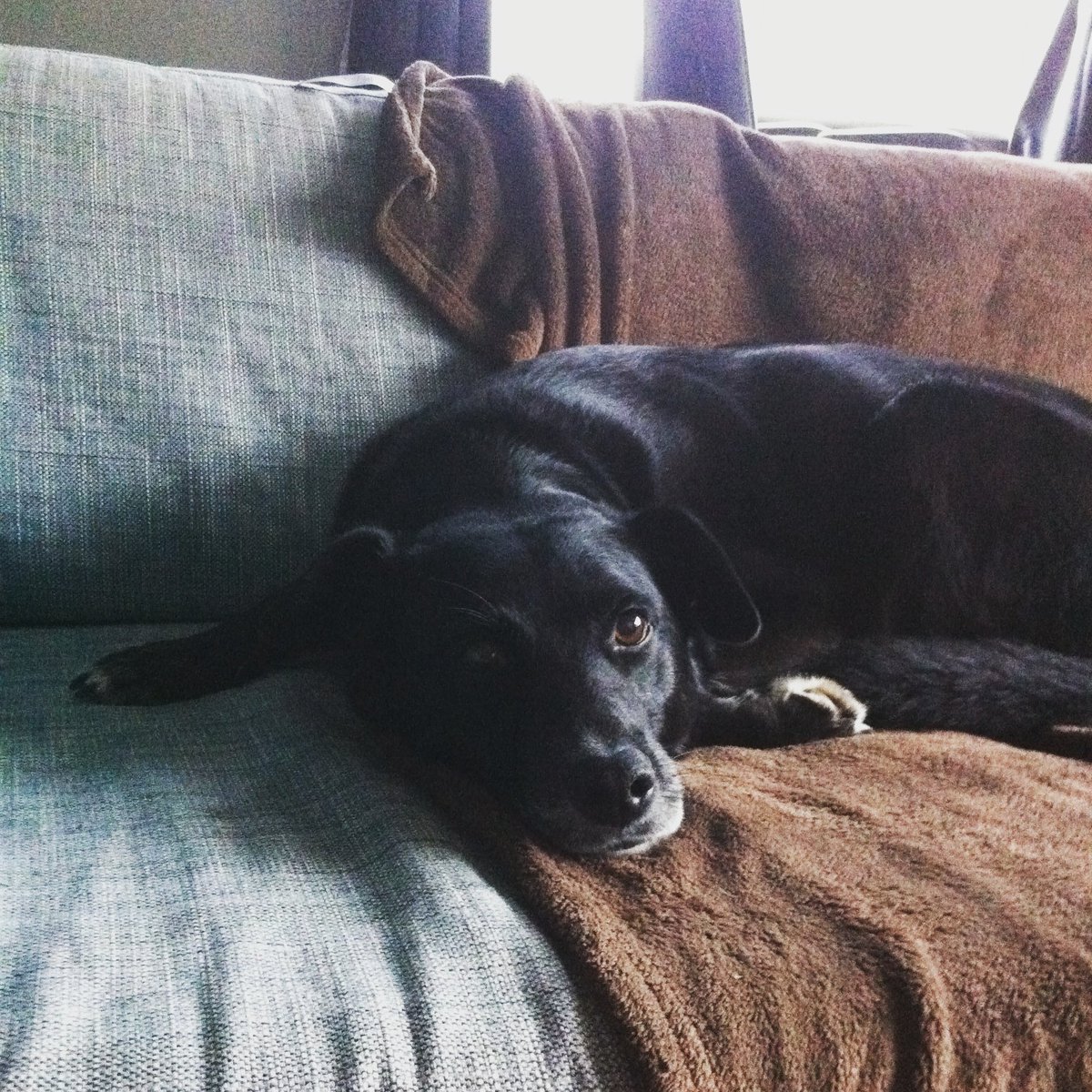 becausemilly's tweet photo. 05.12.2012 π Remember a day every day π #becausemilly #sofadays #mygirl #sospecial #colliecross #rescue #senior #reactivedog #alwaysloved #neverforgotten #dogsoftwitter https://t.co/52ohtEEUE6 πΎ https://t.co/AJow4qwnge