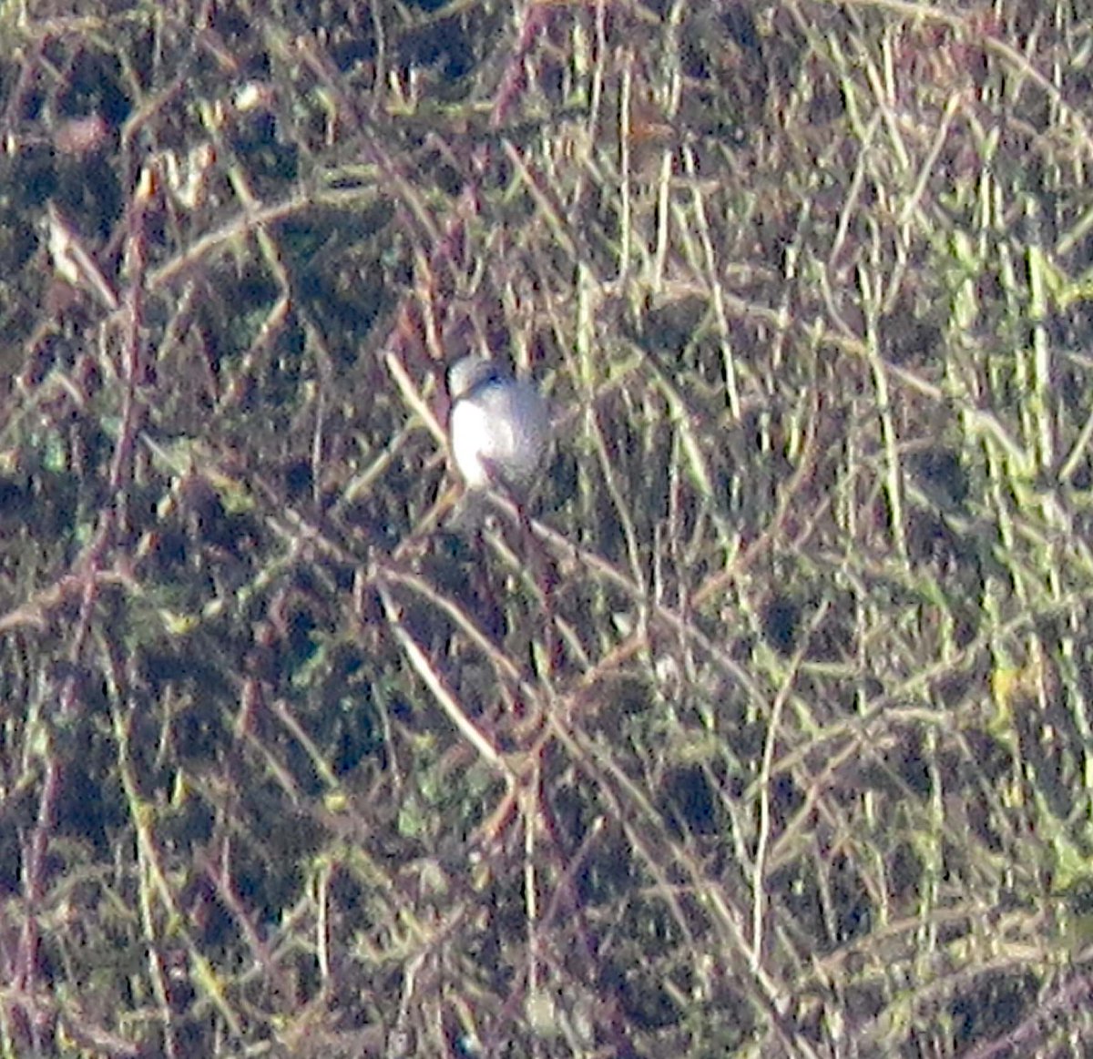 rotaryppphil's tweet photo. Attempted, with @JamesTimms5 to photograph the LongEared Owls at @DeepinLakebirds @lincsbirders. Also GreatGrey Shrike at Hanging Houghton. Jim, your Owl photo is no worse than mine &amp; your cone photo is miles better than my Shrike photo! @NatureUK @Britnatureguide #Lincolnshire https://t.co/wLsbNYu4h1