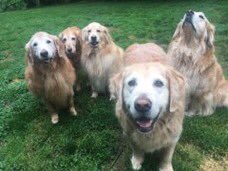Blessing your timeline with photos of Queso (the dog, not the food).