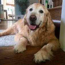 Blessing your timeline with photos of Queso (the dog, not the food).