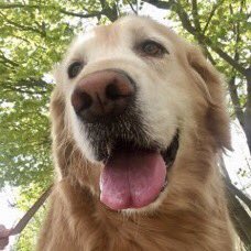 Blessing your timeline with photos of Queso (the dog, not the food).