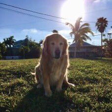 Blessing your timeline with photos of Queso (the dog, not the food).