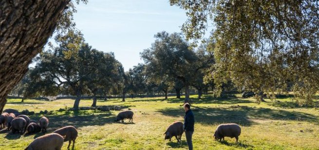 mganadero's tweet photo. La producción más sostenible del #cerdo 100% ibérico #Torbiscal.
Artículo de Elena Martín @elenmaes en @ClubInnovAgri 👉 https://t.co/LfSqjYW4Sw https://t.co/AilA52bWe7