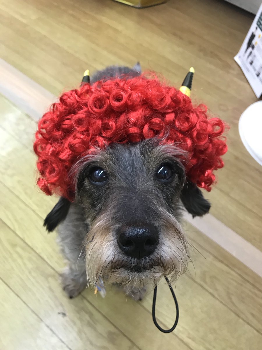 Coco美漢方 田中 友也 ごほうび漢方 絶賛発売 これ犬用なんですよw 可愛くて 笑 Coco美漢方 田中 友也 ごほうび漢方 絶賛発売 これ犬用なんですよw 可愛くて 笑