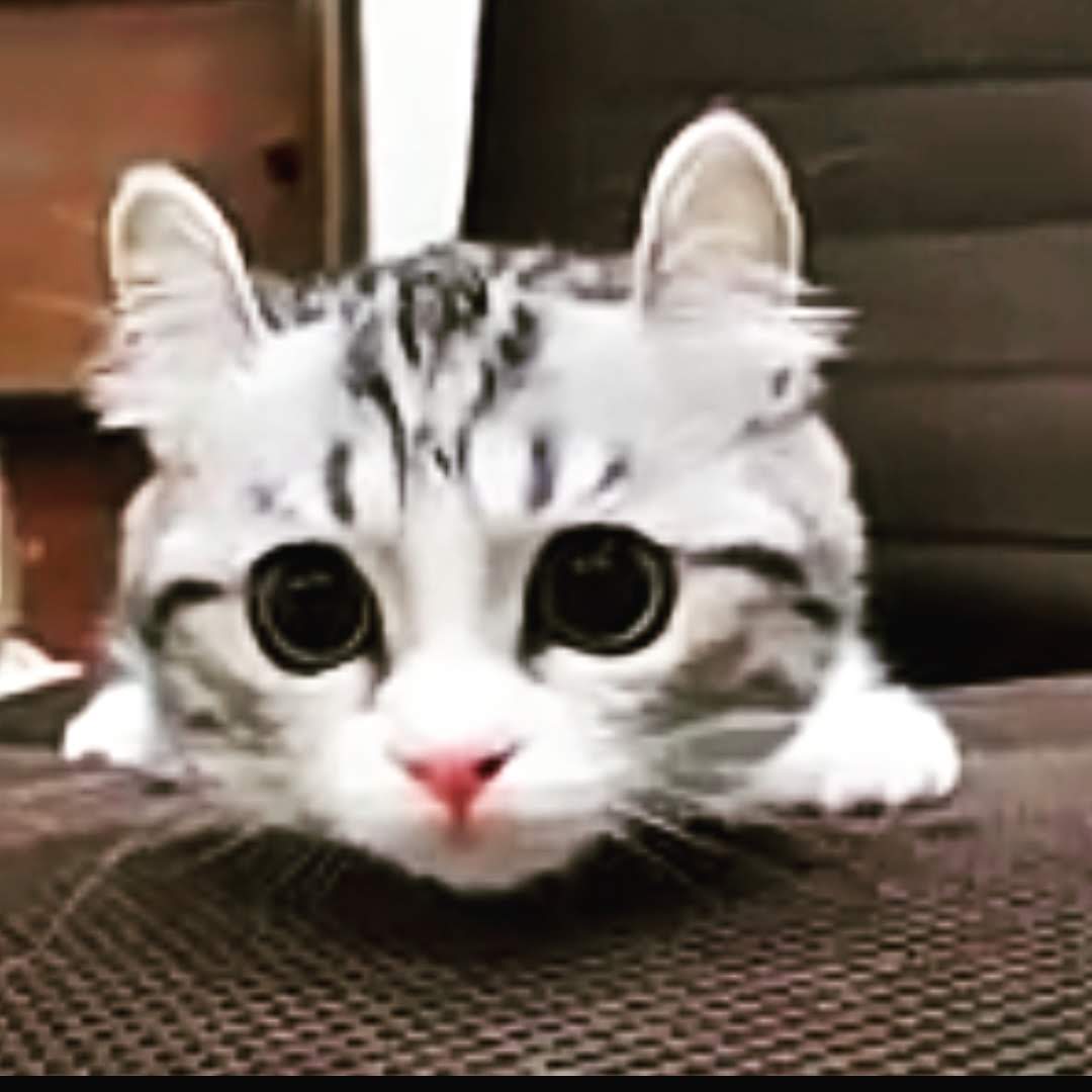 Милый котик