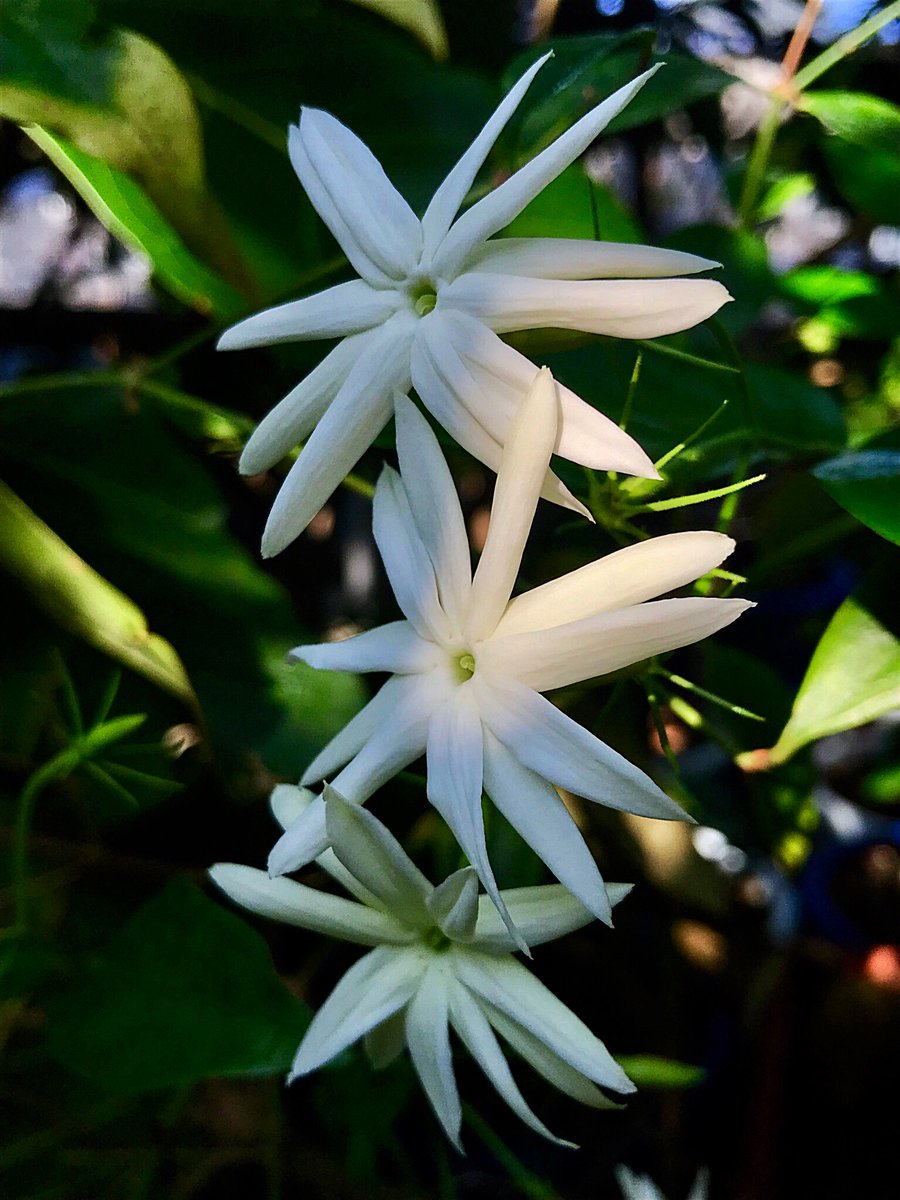 Cloudsailor 星羅の一日一花 オオシロソケイ 大白素馨 ソケイとはジャスミンのこと 純白の風車形の花 花 径3 4cmで芳香がある モクセイ科ソケイ属 パプアニューギニアのアドミラルティー諸島原産 Angelwing Jasmine Windmill Jasmine Jasminum