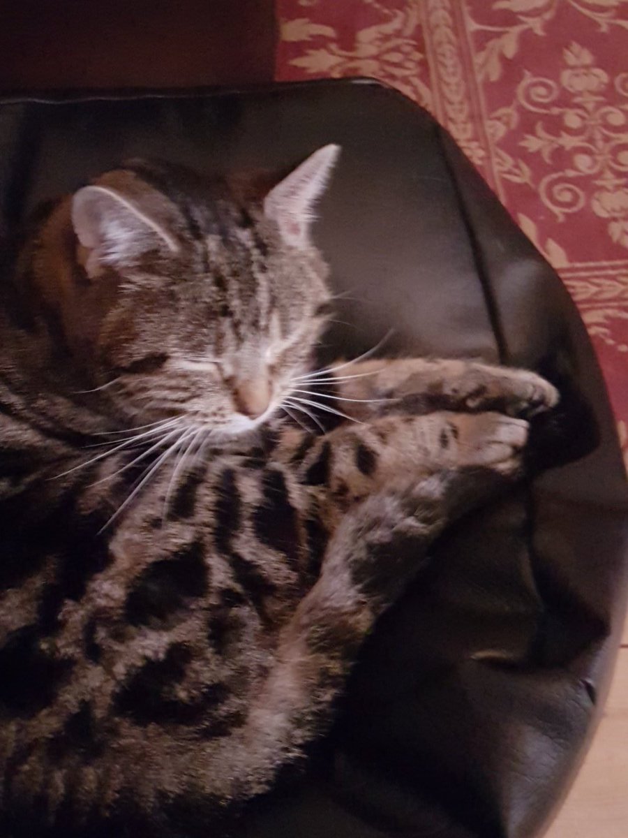 SqueakyKitt's tweet photo. Anyone else get fed on demand? I have my pitiful miaow down to a fine art and they fall for it every time 😁 #full #smug https://t.co/qpXCnm0smu