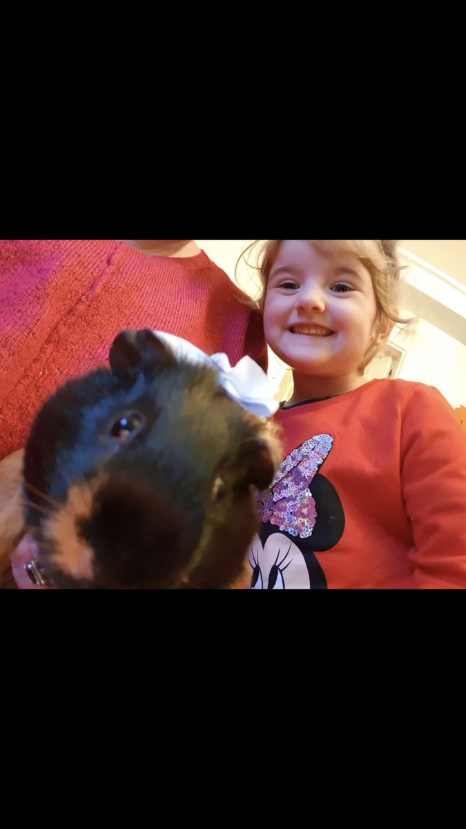 gavin_acco's tweet photo. Introducing the newest member of the family Papua New Guinea Pig or as the kids call him Froogles πππ #ThatBow https://t.co/VEqLknGisa