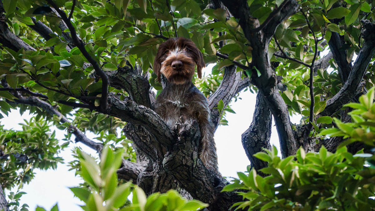 ClickHole's tweet photo. Beautiful: This Organization Takes Stray Dogs Off The Street And Puts Them Really High Up In A Tree https://t.co/iGljs52f8p https://t.co/4qkrGAHusr