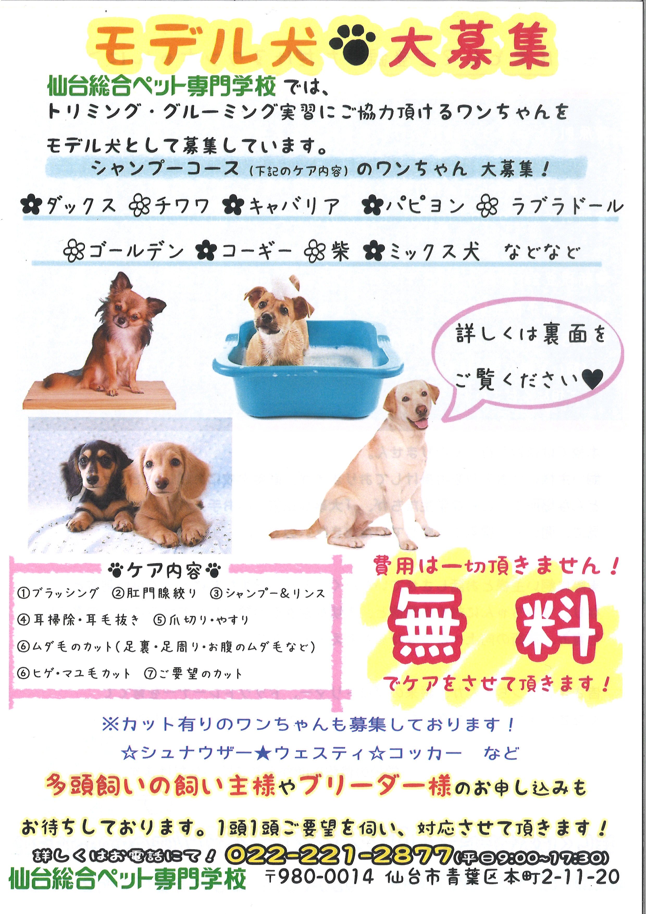 公式】仙台総合ペット専門学校 в X: „【無料で愛犬のお手入れを