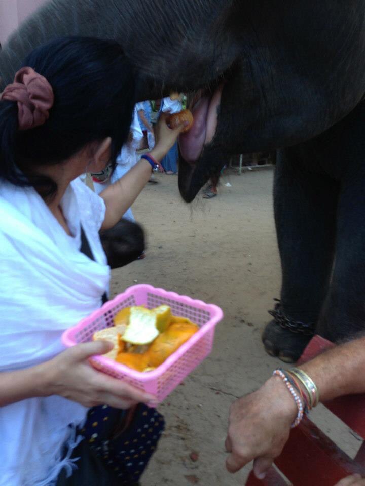 princesspudu's tweet photo. #I #AnimalRights #Animallover #AnimalActivist #theyhavefeeling #theyunderstand #itishowyouraisethem #againstanimalcruelty #everyonehastoworktosurvive #evenanimals #butdontbecruel #❤️breeds❤️ #India #Egypt #AmmasElephant #camel #Goat #buffalo #RandomDecisiontoRidebullockcart 🤗 https://t.co/Qzsd4cd5lM