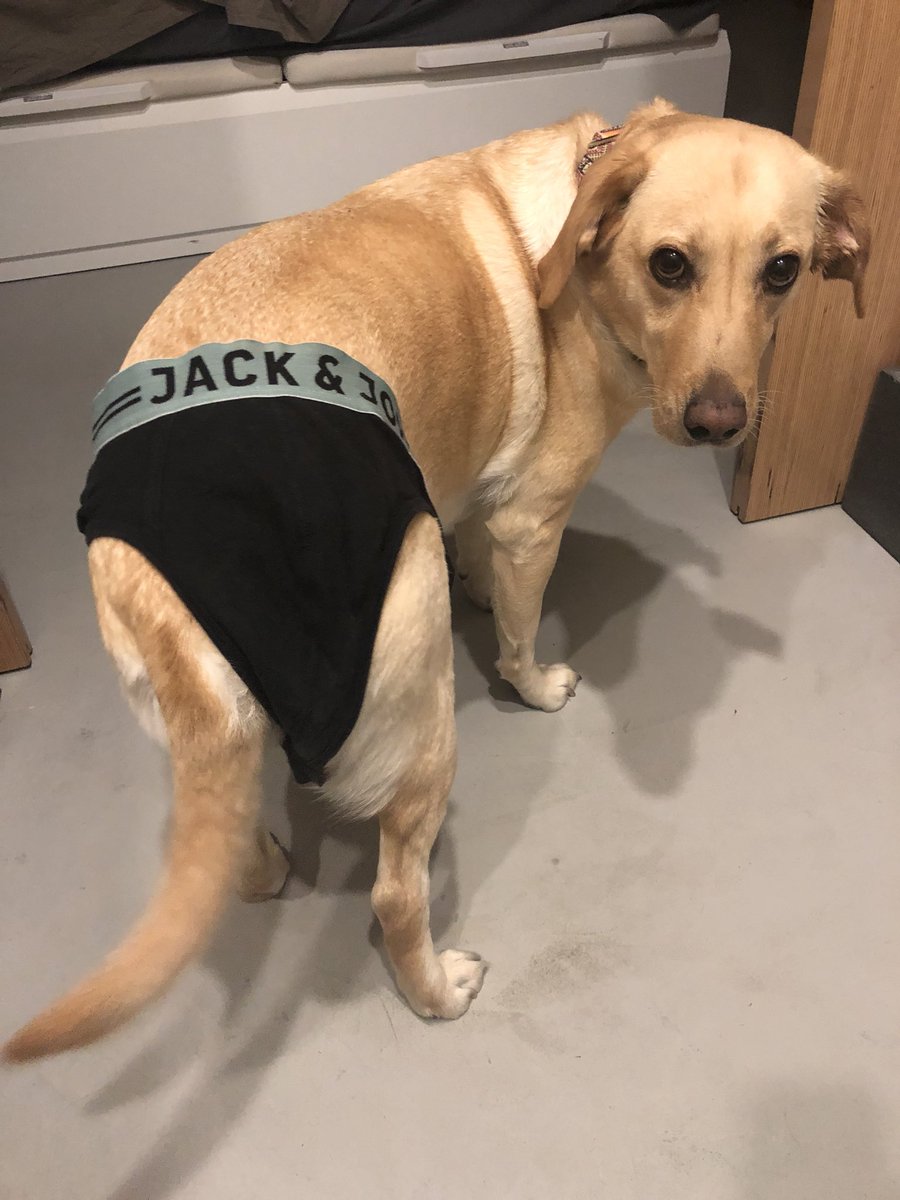 REVENANT tweet media