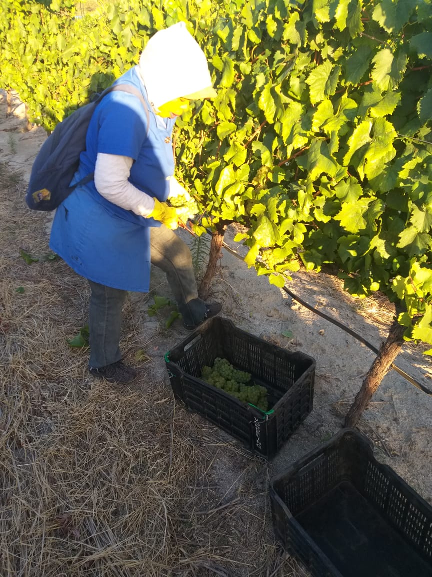 VondelingWines's tweet photo. And #harvest2019 has finally kicked off this morning on Vondeling in #PaardebergCountry. Our Viticulturist, Magnus, and his team picked #Chardonnay for our Rurale Methode Ancestral fizz. Good luck to all our industry colleagues for a fantastic harvest! 

#EnjoyYourDailyVondel https://t.co/7LtXnZf3SQ
