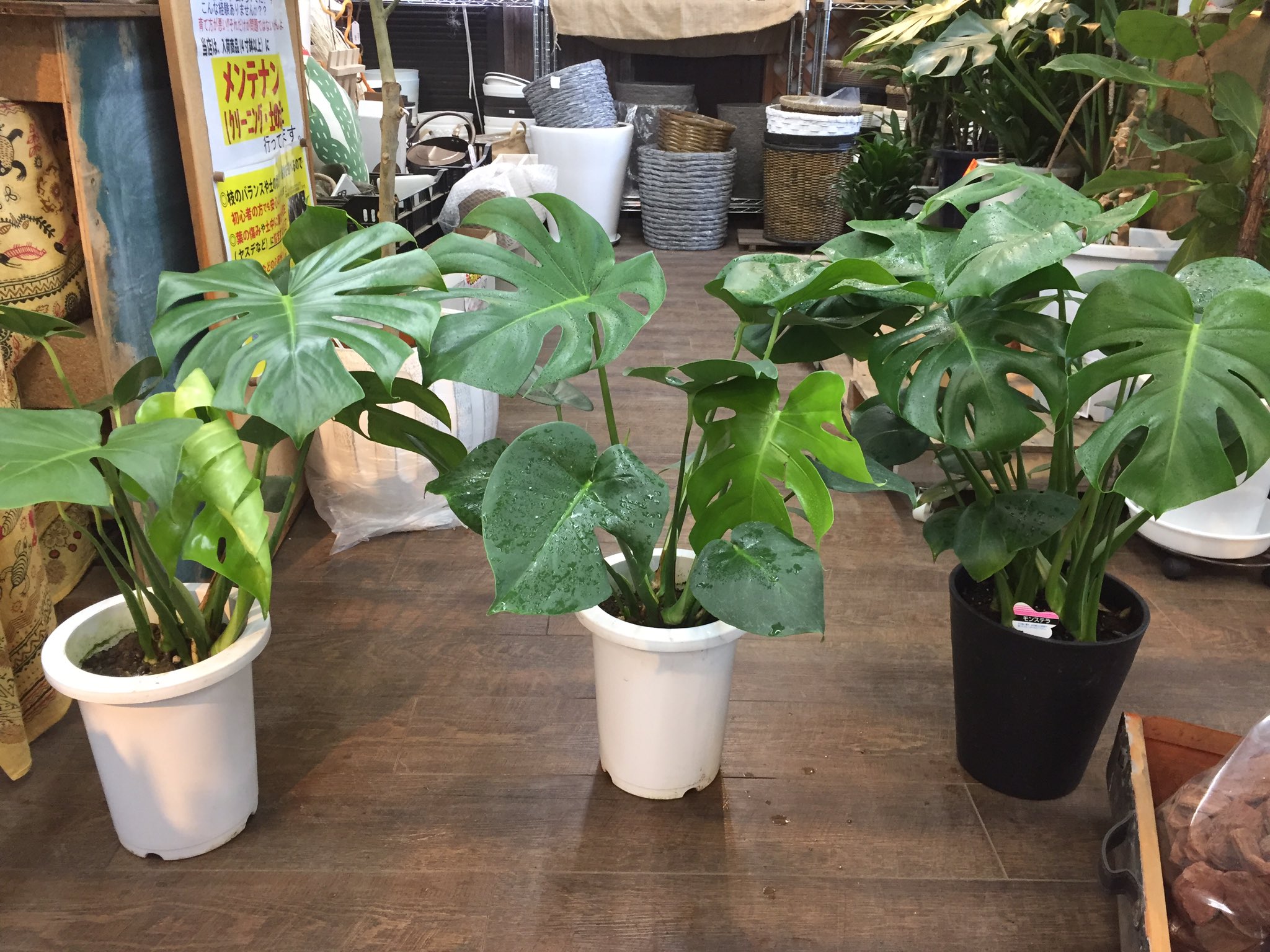 アダンソニー Twitter Search Twitter