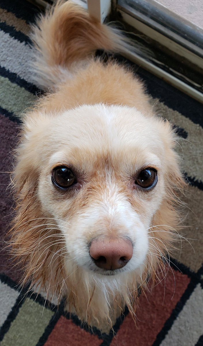 "He looks like a porcupine"
 - a confused human