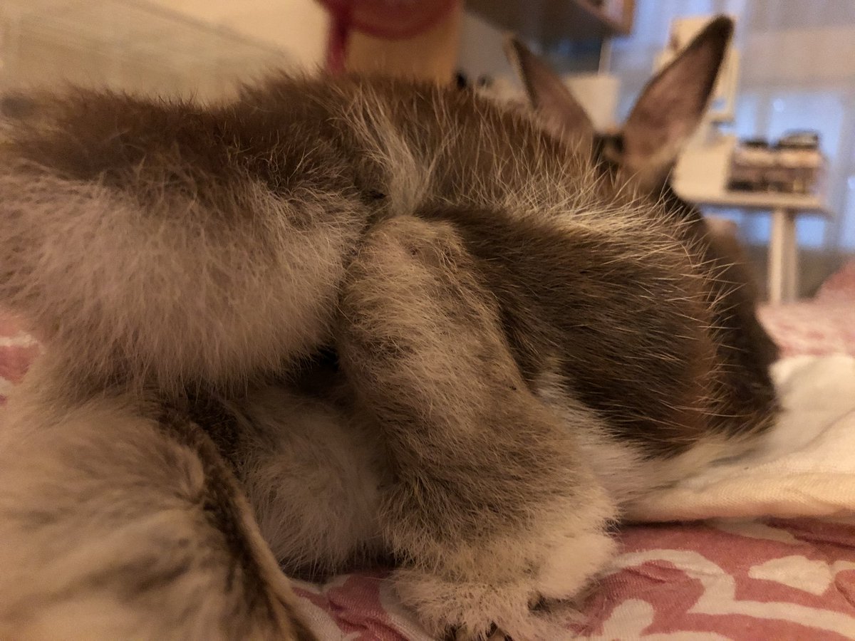 4o_____maru's tweet photo. #うさけつを眺める会 https://t.co/nQg0ZdB96P
