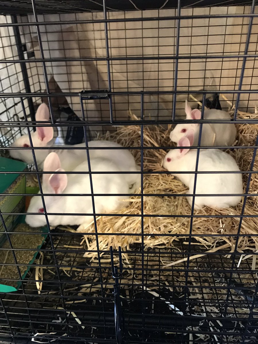 Robbennoltr's tweet photo. Today was a full day! Full of friends helping my students (and myself) learn new skills in the kitchen AND gaining 4 new furry friends for my daughter to learn leadership and responsibility. @decaturisd #peelanddeveined #FFA @DecaturFCCLA #wecantnamethem https://t.co/s8sldcygtV