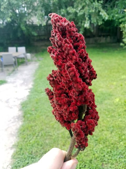 UBrewMKE's tweet photo. Foraged Staghorn Sumac Beer https://t.co/GHB3O7VW0y via @MadFermentation https://t.co/xibXpSefsc