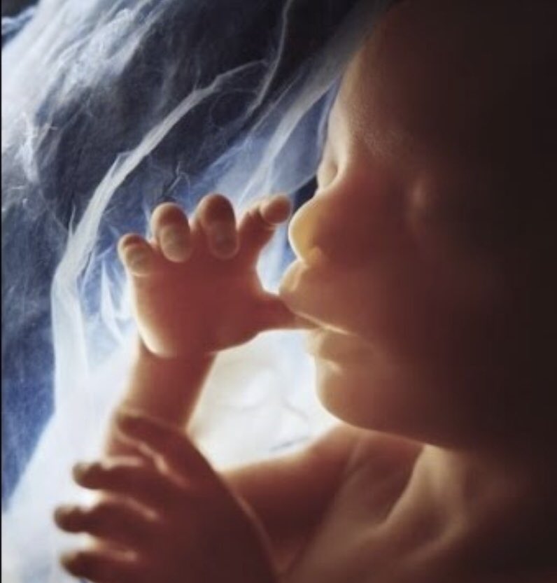 Система дошкольного образования в италии. Причины роста влияния коммунистического движения. Зародыш в космосе. Причины роста влияния коммунистического движения. Зарождение жизни.