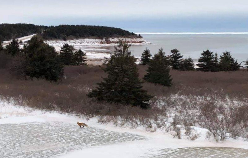 rotatinghouse's tweet photo. Looks like the fox has run out of storm chips and is out to get some more! https://t.co/Ss8NEvJxd6