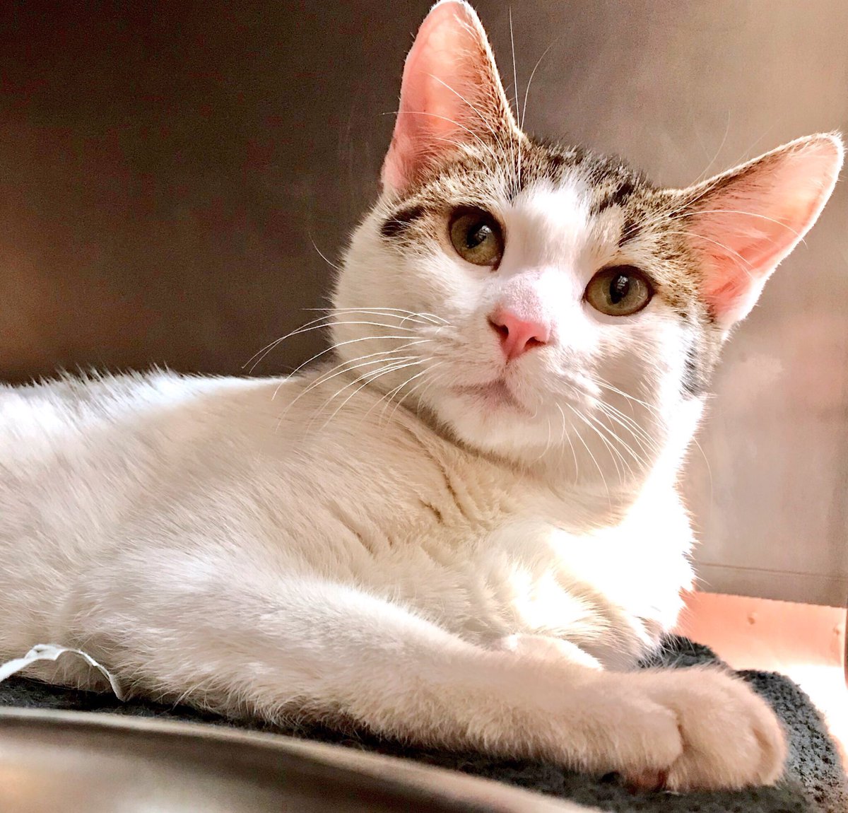MorrisAnimal's tweet photo. We seem to have forgotten a βbeenβ there. Baby & Axel are very disappointed with us. They say the unedited life is not worth loving, & hope to be adopted by people who proofread. If @Twitter only had an edit button - guess thatβs one of those #ThingsYouShouldNeverExpect. Adopt! https://t.co/XQTPlVRoOj