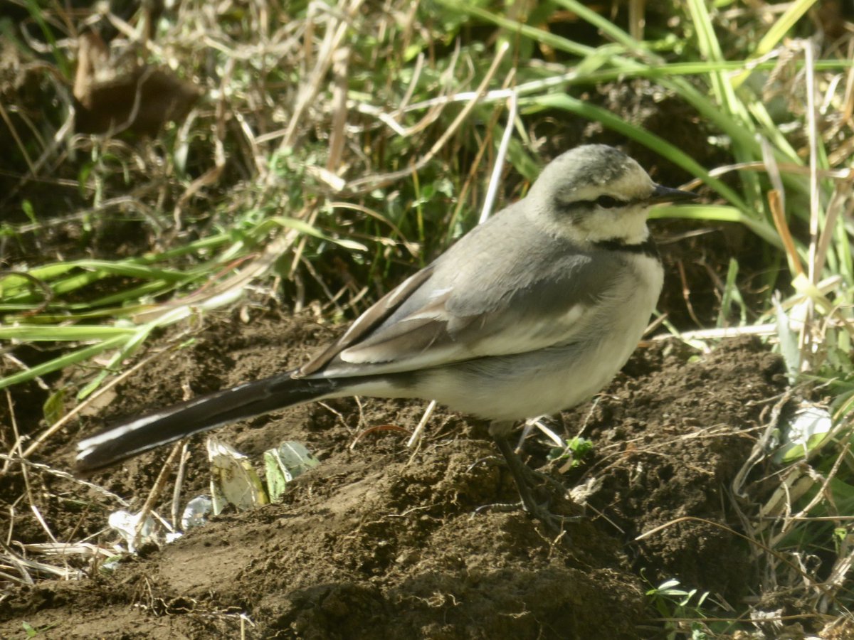 My図鑑 図鑑作成アプリの人 No Twitter ハクセキレイ さん My図鑑 鳥図鑑 野鳥図鑑 鳥 野鳥 野鳥撮影 バードウォッチング 山 自然 一眼レフ ミラーレス コンデジ カメラ 写真 図鑑