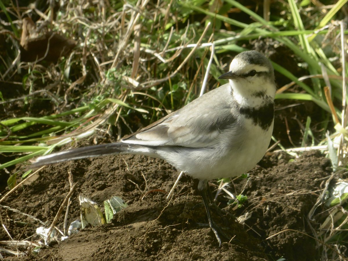 My図鑑 図鑑作成アプリの人 No Twitter ハクセキレイ さん My図鑑 鳥図鑑 野鳥図鑑 鳥 野鳥 野鳥撮影 バードウォッチング 山 自然 一眼レフ ミラーレス コンデジ カメラ 写真 図鑑