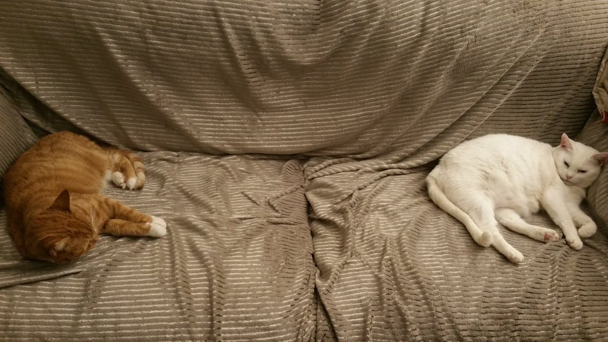 thevegansnuts's tweet photo. Looks like the fluffy new throw for the sofa gets the seal of approval from Rosie and Lenny🙌💗👌😻😻 they're loving how soft it is. ☺ #mycats #cats #kitties #mybabies #furbabies #catmum #newthrow #newblanket #itssofluffy #cozy https://t.co/MPVIT9hhLe