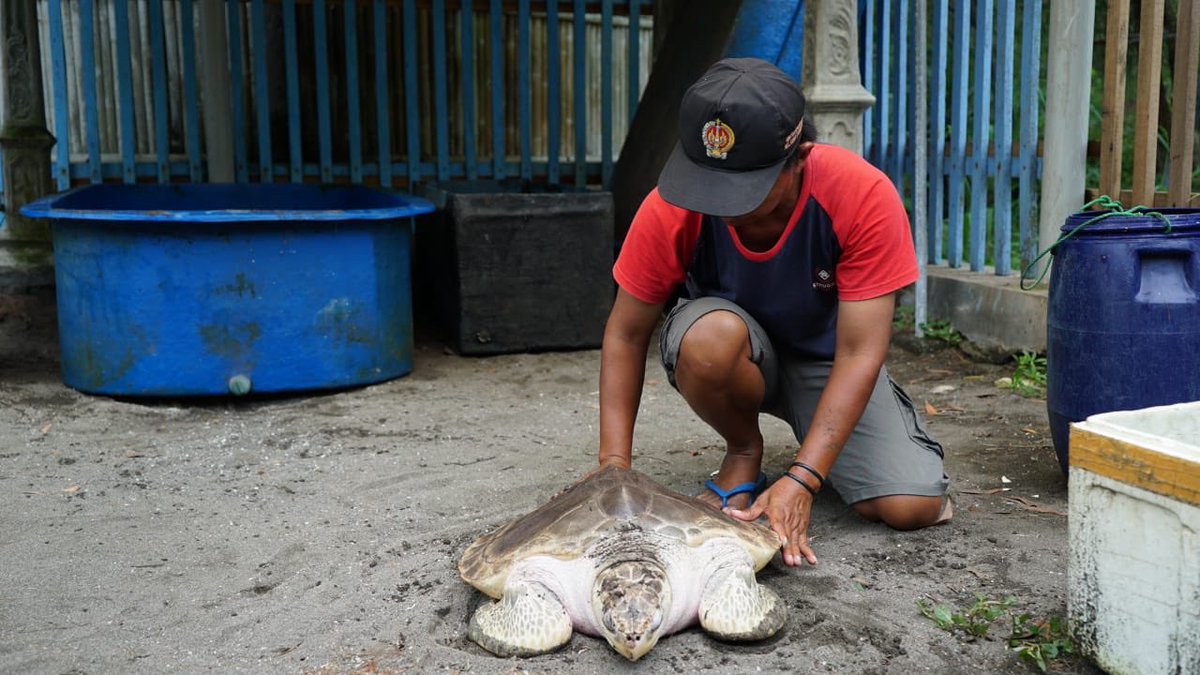 Kkp Ri On Twitter Pengelola Konservasi Penyu Di Pantai Goa