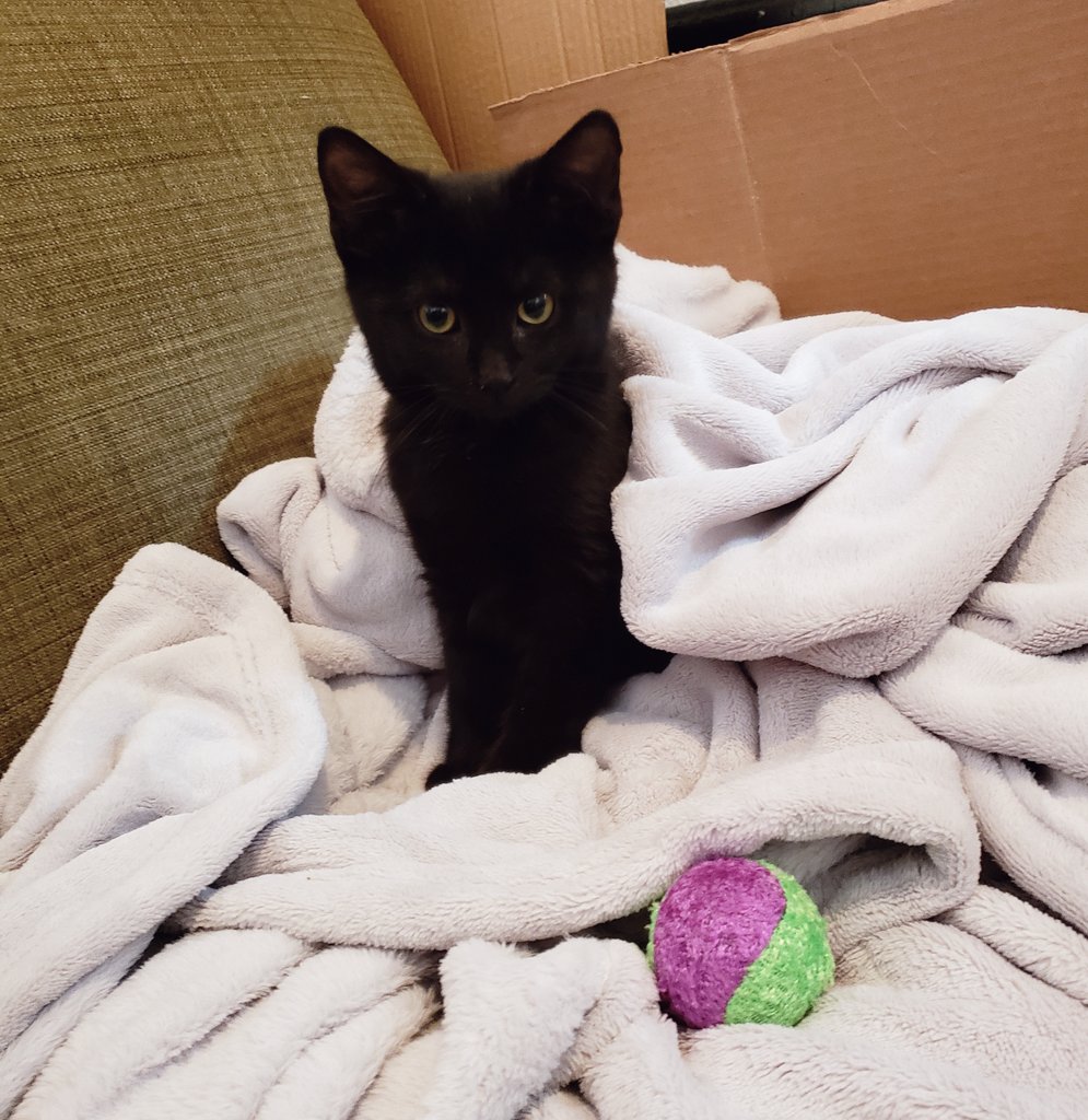 I'VE SETTLED ON A NAME! Introducing:Jayuya Ofelia Alexandria O-Cat-sio Gonzalez-Cobian(Yuyu or Yuya for short)