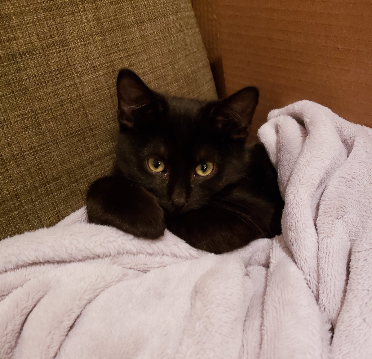 I'VE SETTLED ON A NAME! Introducing:Jayuya Ofelia Alexandria O-Cat-sio Gonzalez-Cobian(Yuyu or Yuya for short)