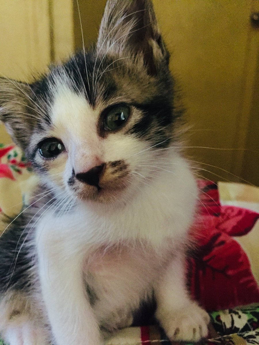 rt_ku's tweet photo. Baby koh!! https://t.co/69wbZCAeTk