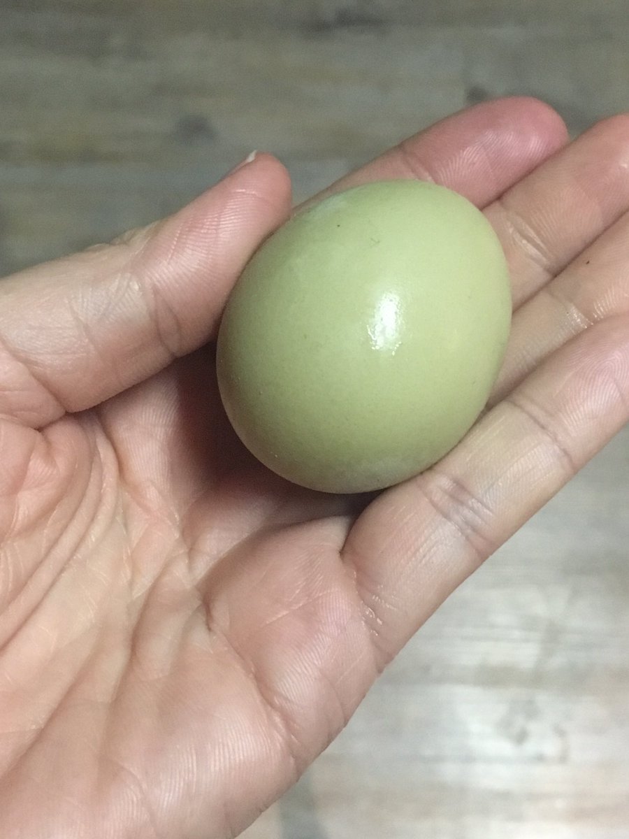 FarmsteadLife's tweet image. First Olive Egg #FarmsteadLife #EggGoals #EggCiting