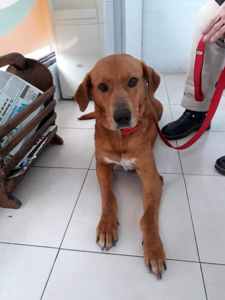 marcieuk's tweet photo. Estamos muy tristes😢😢😢devolvieron a Juan  x robar un poco de comida de arriba de una mesa !!!!! Ellos sufrieron mucho en la calle y hay que tenerles mucho amor !!!! Buscamos adopcion para Juan 💕💕 x whassap 1565017421 Claudia Me ayudan a compartir ? https://t.co/P598AW9uSF