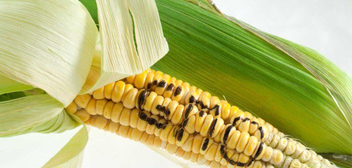 HealthyNews2day's tweet photo. New USDA “Mandatory” GMO Labeling Rule Allows Loopholes to Let Companies Hide GMO Ingredients ==>> https://t.co/vvmV7Nktcy #GMO #LabelLaws #JustLabelIt #NoGMOs https://t.co/q8nVCE51Fv