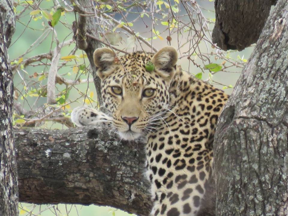 <a href="/nroutessa/">N-Routes South Africa</a> <a href="/FoulkesBrau/">Foulkes Brau</a> <a href="/beach_bush/">Bush & Beach Vacations</a> <a href="/Beachbabynorth/">Terryll Jordaan</a> <a href="/LadyLepurrrd/">LadyLepurrrd (Commentary) 🐾🐾</a> <a href="/adstube/">Ads ZA</a> <a href="/visitmosselbay/">Mossel Bay Tourism</a> <a href="/mphappenings/">Kruger's Hub</a> <a href="/kruger5Safaris/">Kruger 5 Safaris</a> <a href="/ibizweb/">Ibizweb</a> Good Morning from the #KrugerPark - Cooler day here for a change