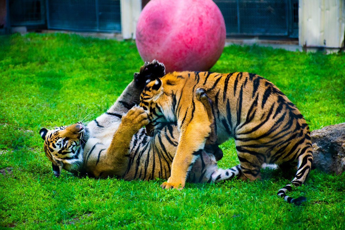 alicewandersout's tweet image. Crouching tiger, bitten other tiger. #tigers #animals #playfighting