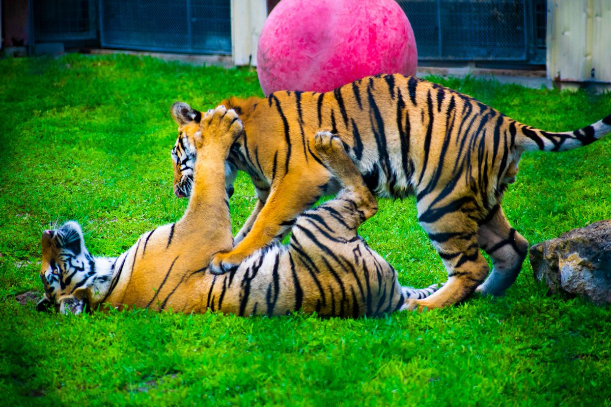alicewandersout's tweet image. Crouching tiger, bitten other tiger. #tigers #animals #playfighting