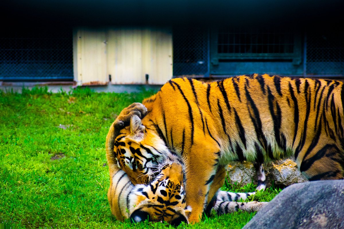 alicewandersout's tweet image. Crouching tiger, bitten other tiger. #tigers #animals #playfighting