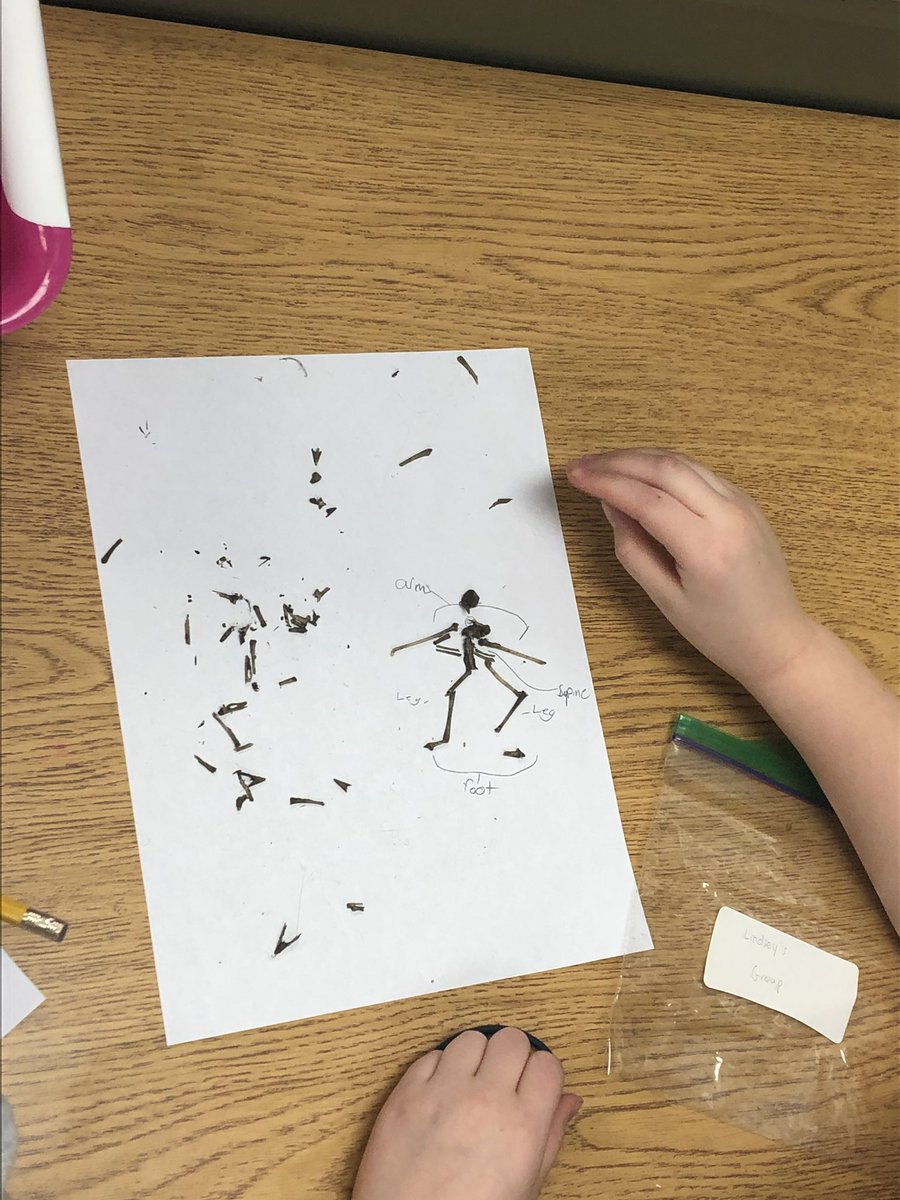 Yesterday we finished sorting the bones in our owl pellets from our field trip on Monday and discussed adaptations that owls have to survive #handsonscience #owlpellets @N8ureNate