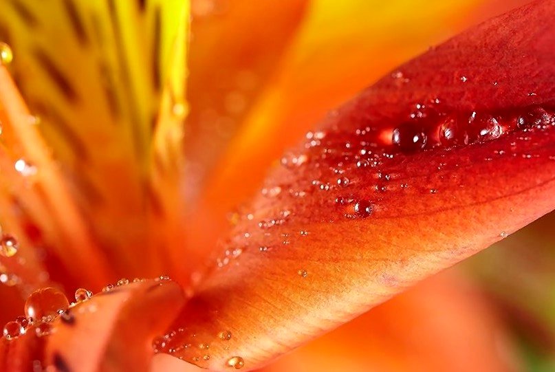 Addy Ice Angel tweet media