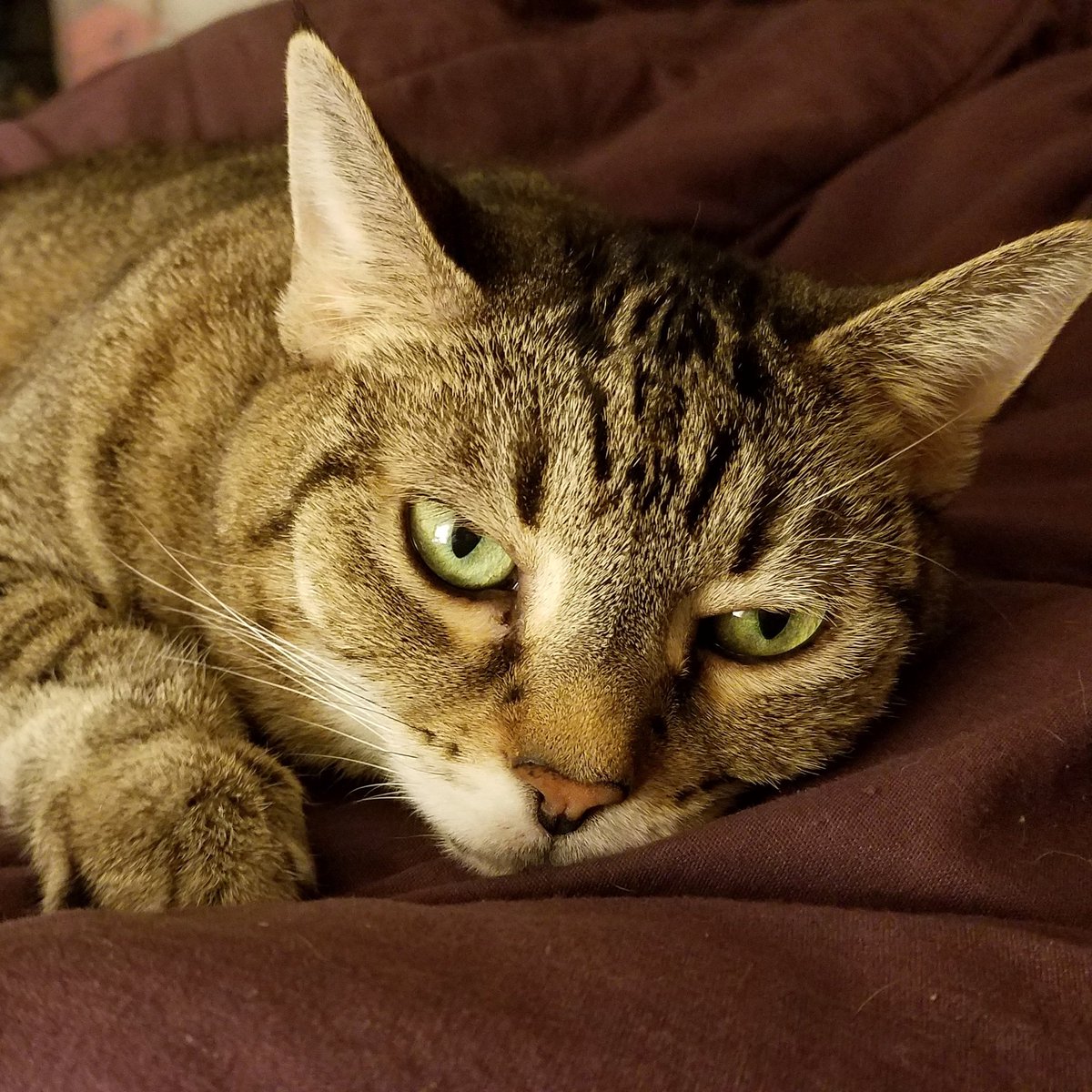 MafuMighty's tweet photo. https://t.co/i50GnXLE3x 
#blackcat
#blackcatsofinstagram
#cat #blackcatsoftwitter
#catsofinstagram 
#sheltercat #savealife
#adoptnotshop #yelloweyes
#blacktabby #cuddlebud
#crazycatlady #mafu
#mafuthemighty #seniorcat
#tabby #family #greeneyes https://t.co/BYApNpGMbP