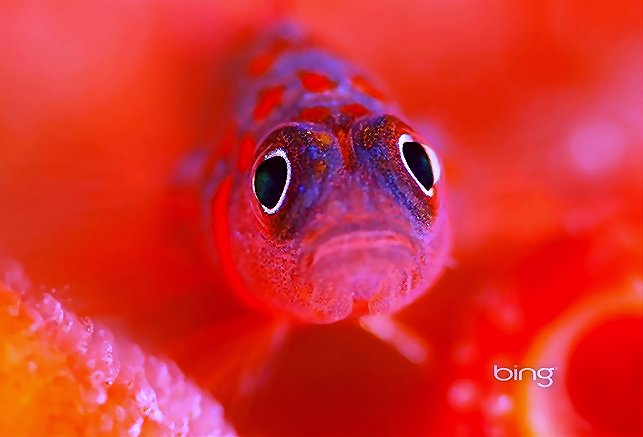 Addy Ice Angel tweet media