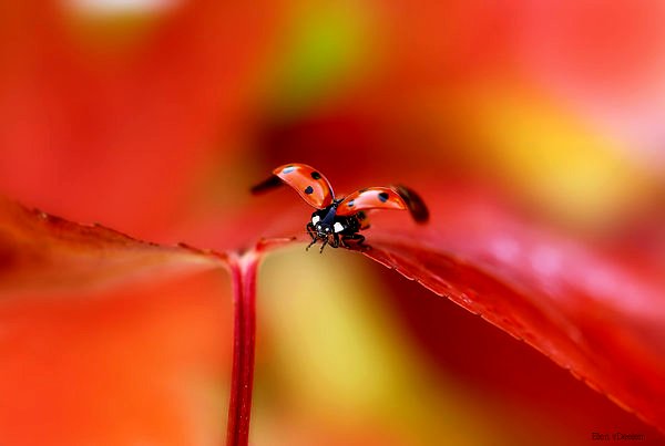 Time to start thinking about sleep... 
...&amp; then maybe in a couple hours there will be a chance of getting that sleep.
Good Night all you bright spots in this beautiful twitterverse.
✨💤🌸🌹💤🦋😴🦋💤🌹🌸💤✨