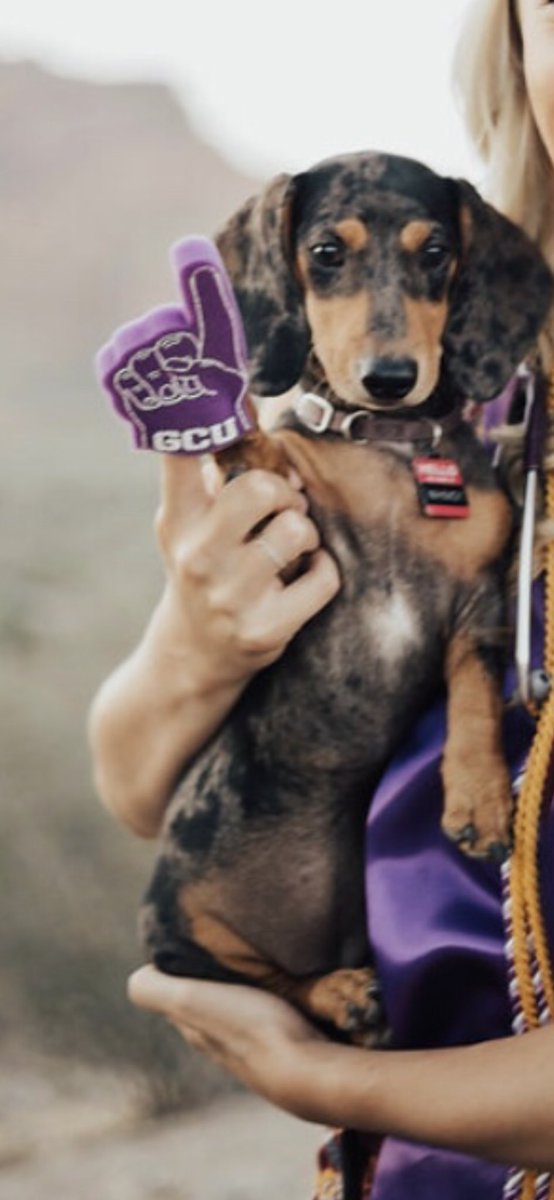 BurbackItUp's tweet photo. @rachelvigil24 #HeyRachel this is my weenie puppy Whimsy- she’s a huge Lopes fan! Go Lopes!💜 #WACVegas https://t.co/qivDWNfrSB