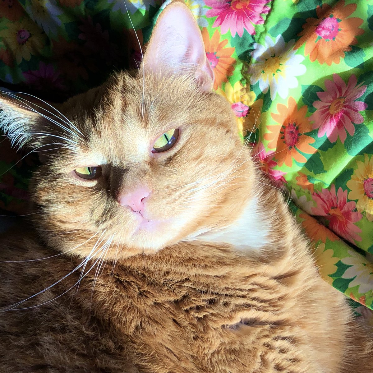 OFFICIALWIGGY's tweet photo. Kitty &amp; Kitty’s sons; Raja&amp;Scorpio
💖i love my bbys 🦁🐯🐱 https://t.co/zp7RwGDLHs