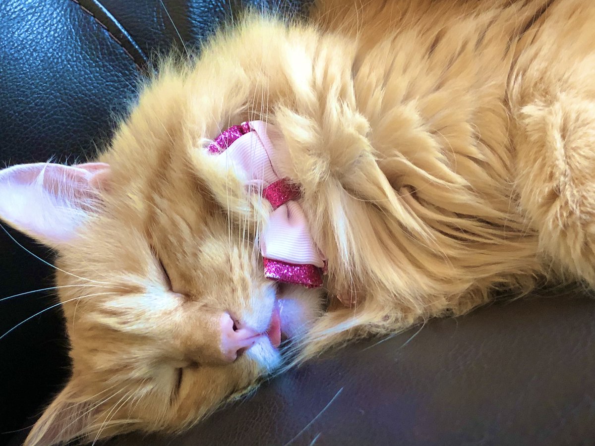 OFFICIALWIGGY's tweet photo. Kitty &amp; Kitty’s sons; Raja&amp;Scorpio
💖i love my bbys 🦁🐯🐱 https://t.co/zp7RwGDLHs